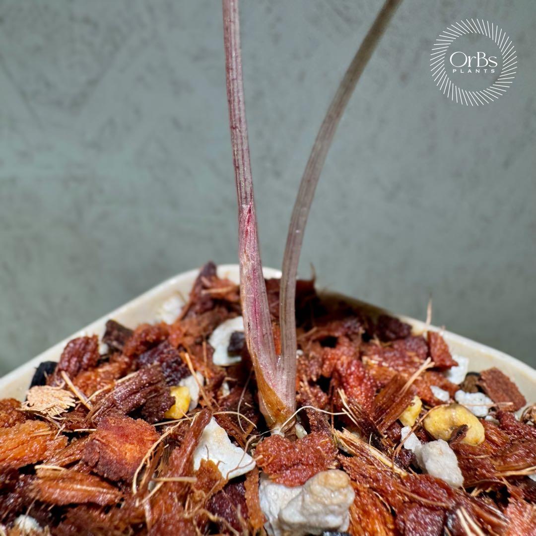 最終価格【芋から育成】アロカシア ノビリス ピンク斑入り 良斑 ※鉢のまま発送