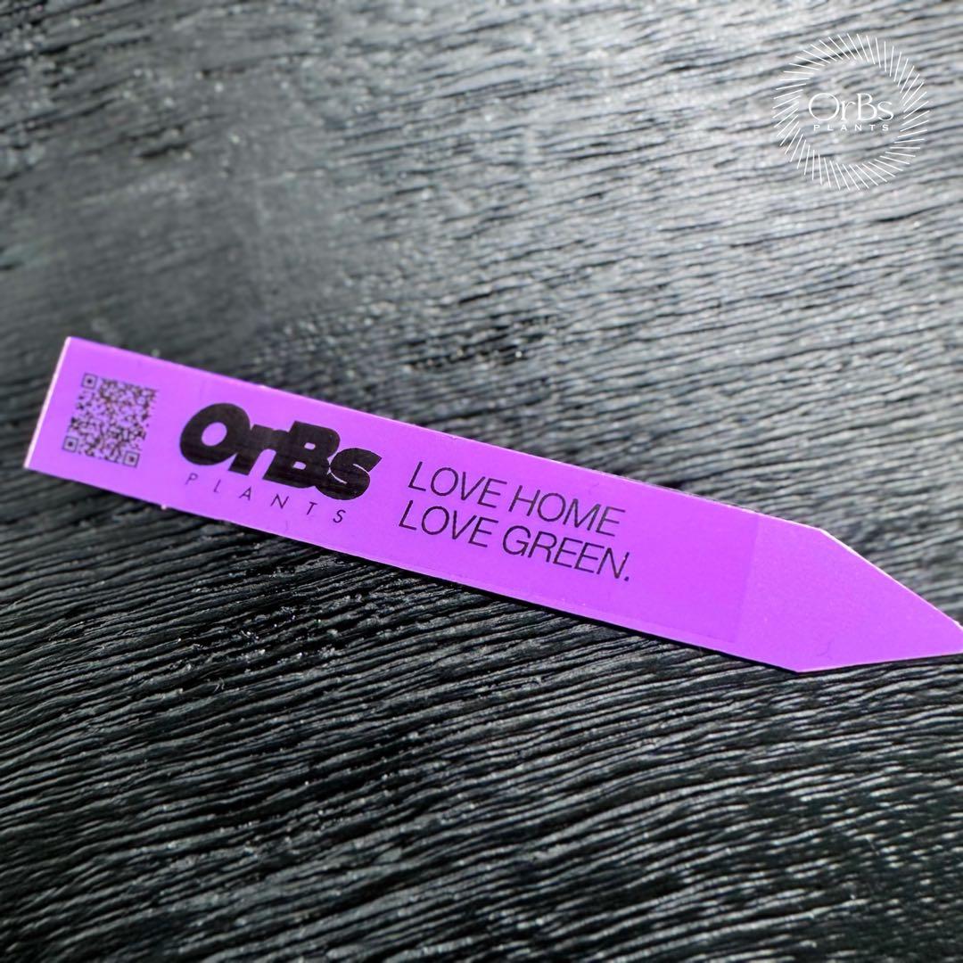 最終価格【芋から育成】アロカシア ノビリス ピンク斑入り 良斑 ※鉢のまま発送