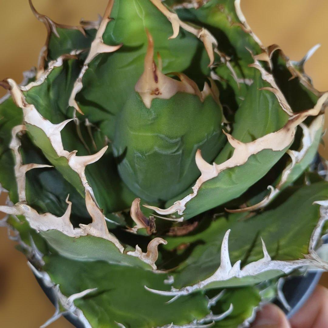 アガベ　白鯨　大株6号鉢