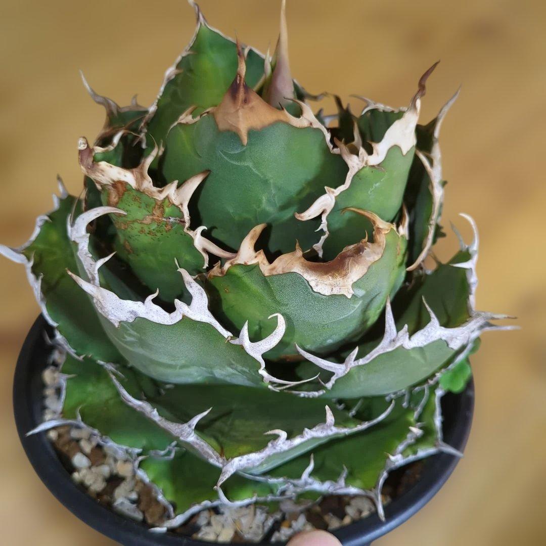 アガベ　白鯨　大株6号鉢