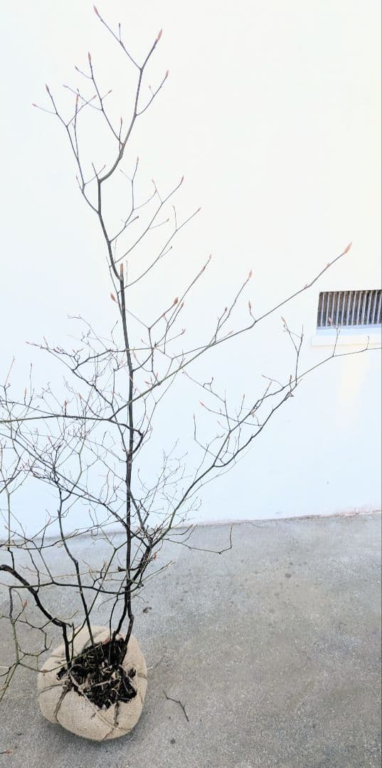 俊。山採りクロモジ。