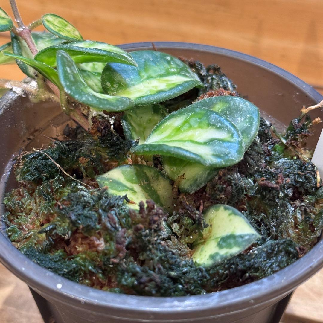 k*9様 10 ホヤ　マチルダ　内斑入り　成長点複数