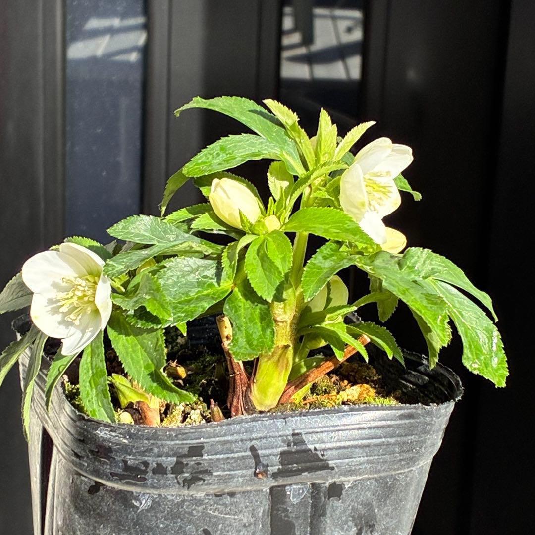 小*夏様 3448☘️花、タグ付☘️⭐️ベビードール⭐️超小輪⭐️超コンパクト⭐