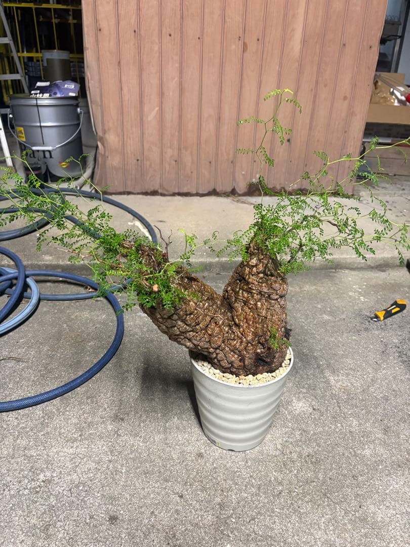 特良株 双頭 （パキプス） 中株／極太荒肌塊根／発根済／将来性抜群