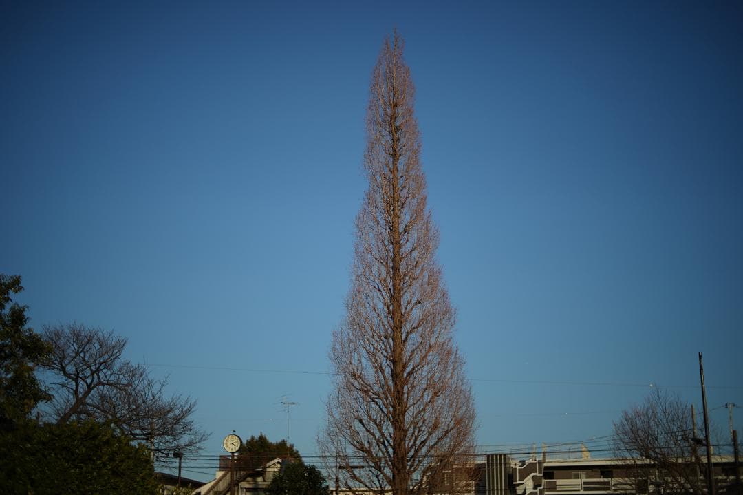 03_KERN MACRO SWITAR 50mm1.8 アルパ用マクロスイター