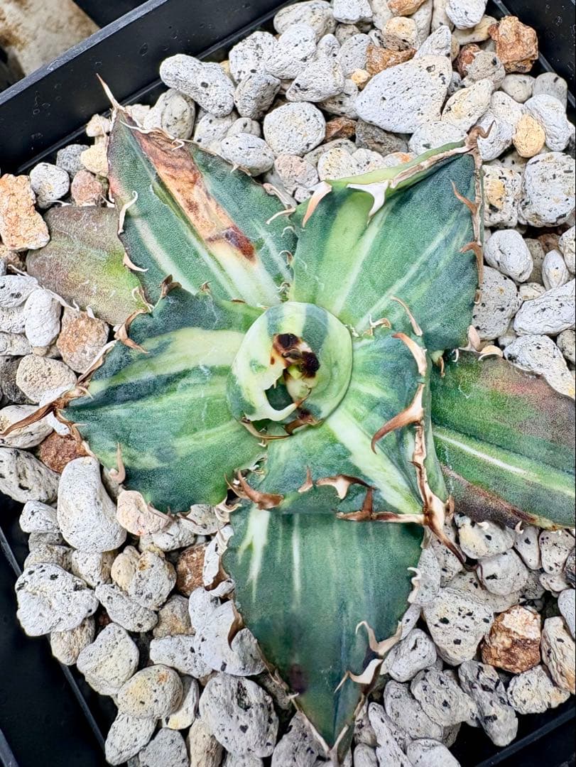 T*k様 12/19まで アガベ チタノタ 悪魔くん錦 総散り斑 プラステラ15