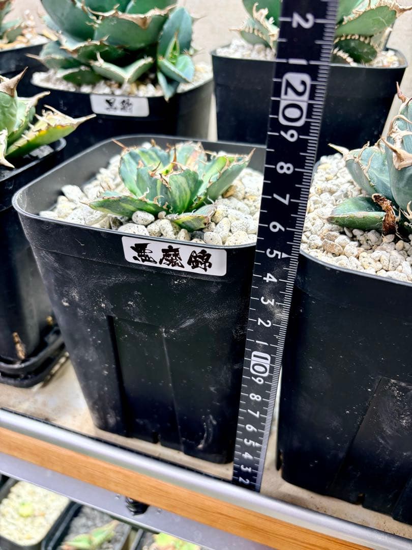 T*k様 12/19まで アガベ チタノタ 悪魔くん錦 総散り斑 プラステラ15