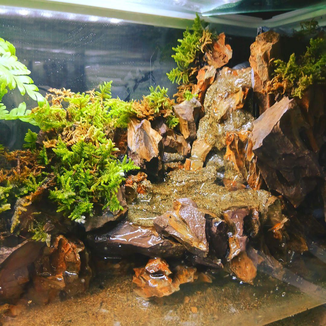 ️⭕️本日限定お値下げ️⭕️ 大型 アクアテラリウム 水槽 完成品