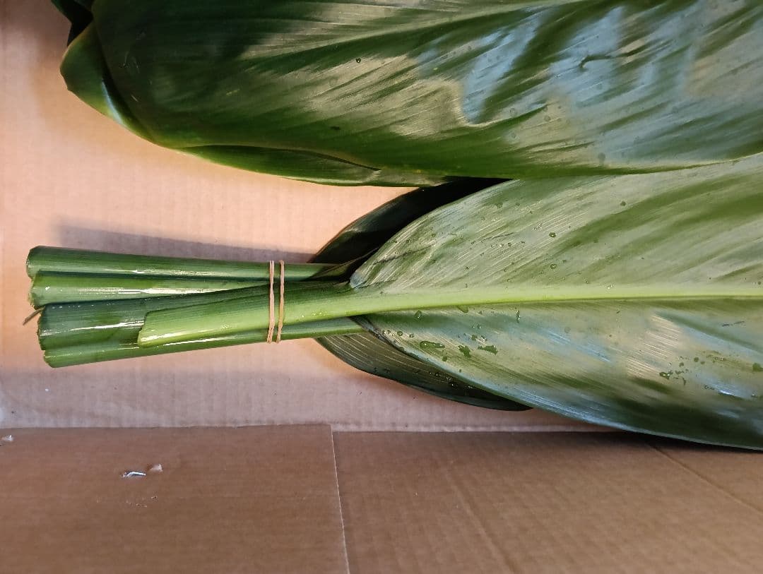 冬季限定価格★本物 ティーリーフ 80枚★フラダンス用スカートやレイ60cm前後