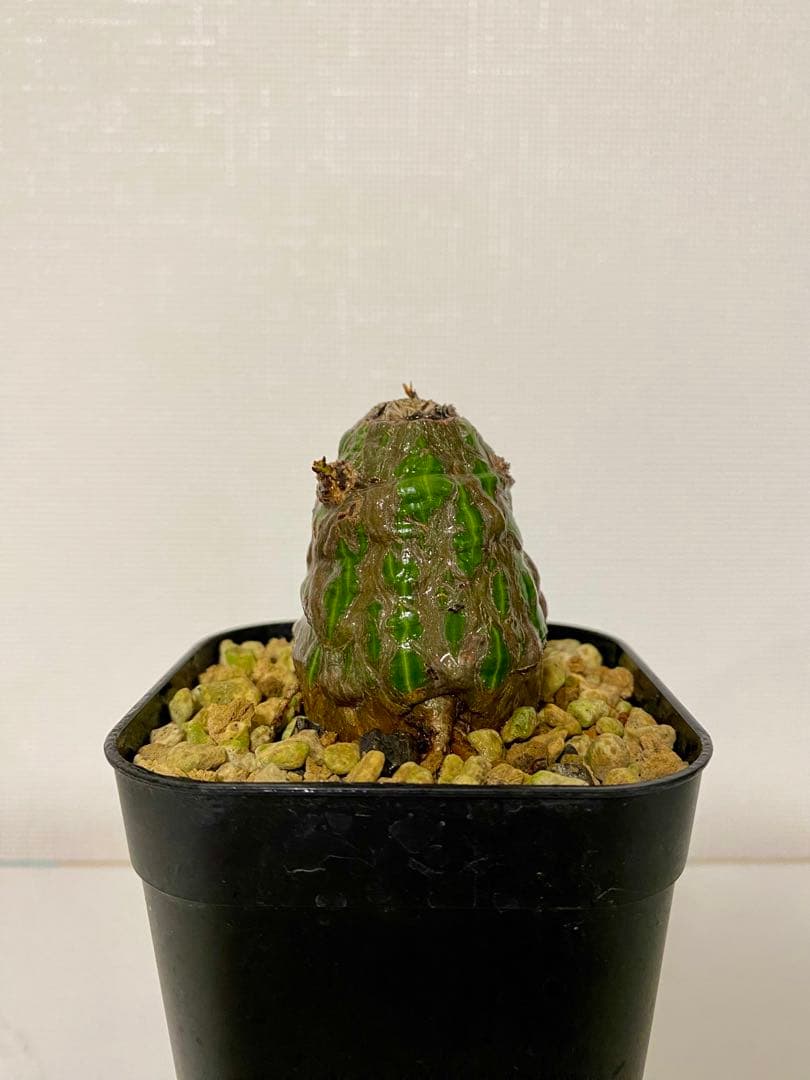 ボンバックス　実生