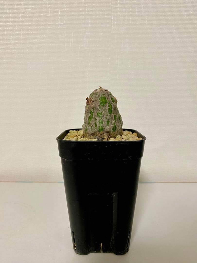 ボンバックス　実生