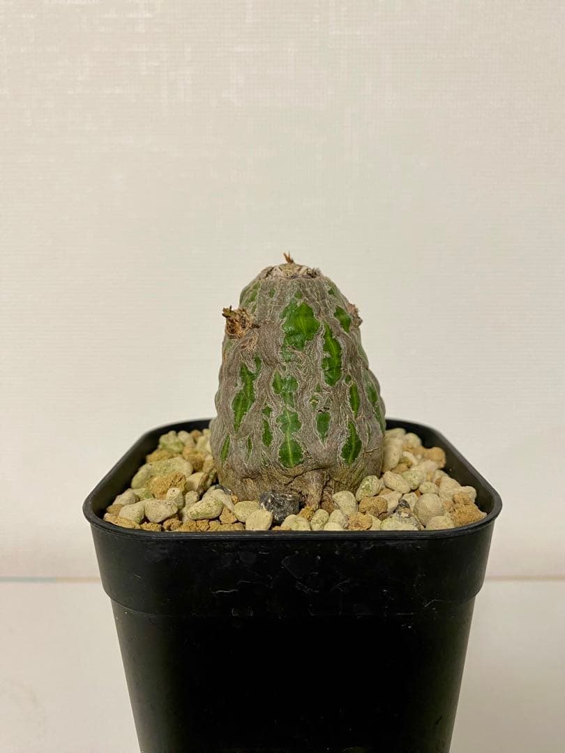 ボンバックス　実生