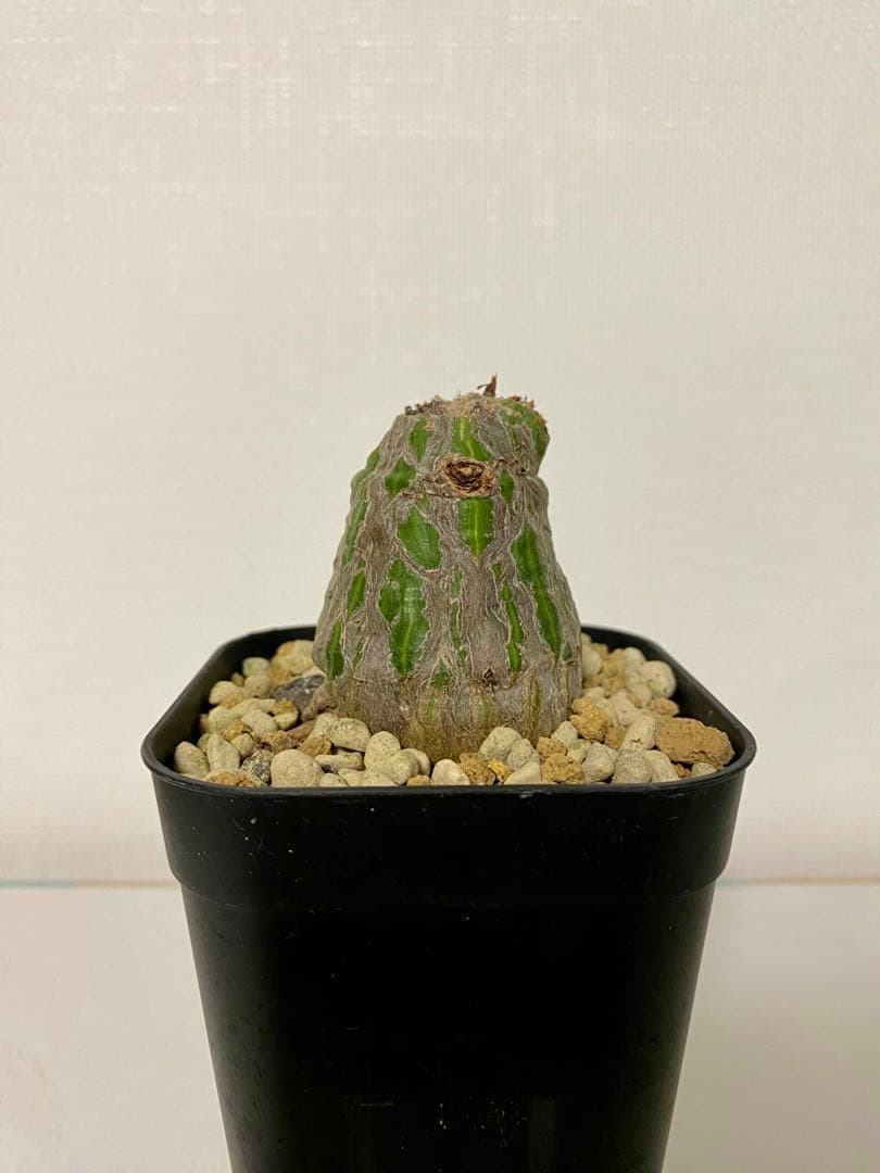 ボンバックス　実生