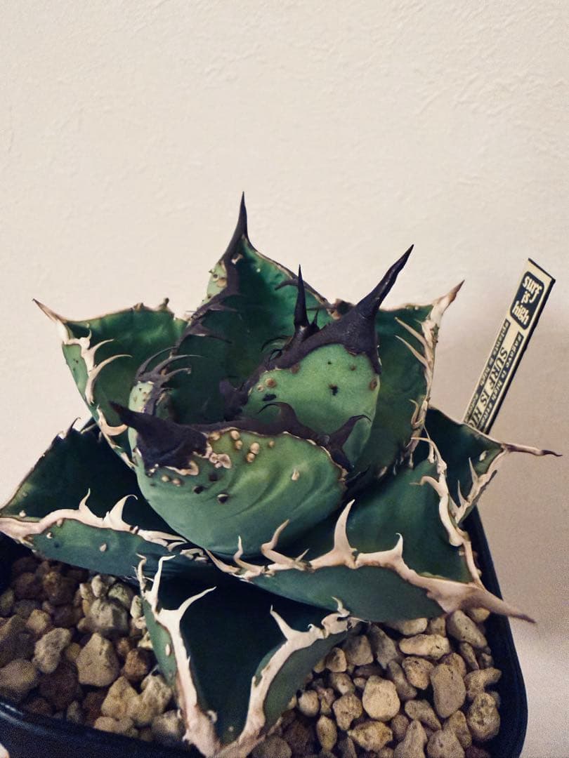 アガベチタノタ　親株出品　ブツブツSSS/真麻花龍、ivoryWA、冰雹