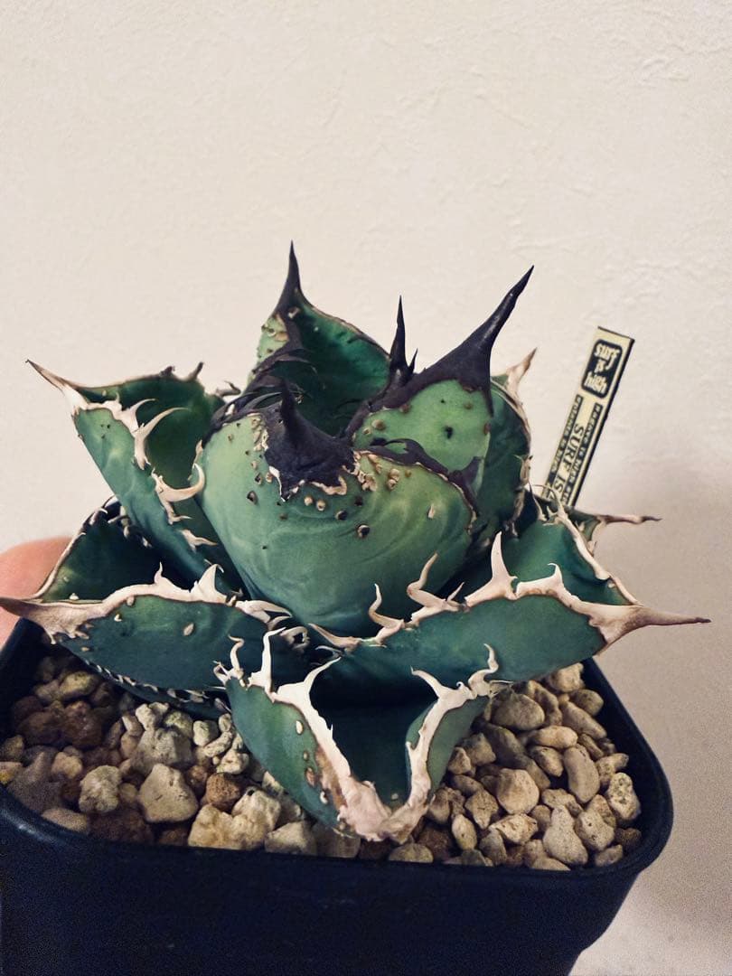 アガベチタノタ　親株出品　ブツブツSSS/真麻花龍、ivoryWA、冰雹