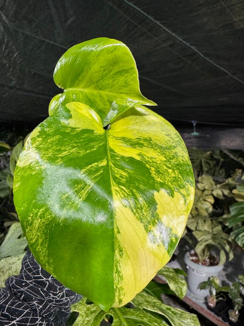 Mr5モンステラ　イエローマリリン　黄斑入り