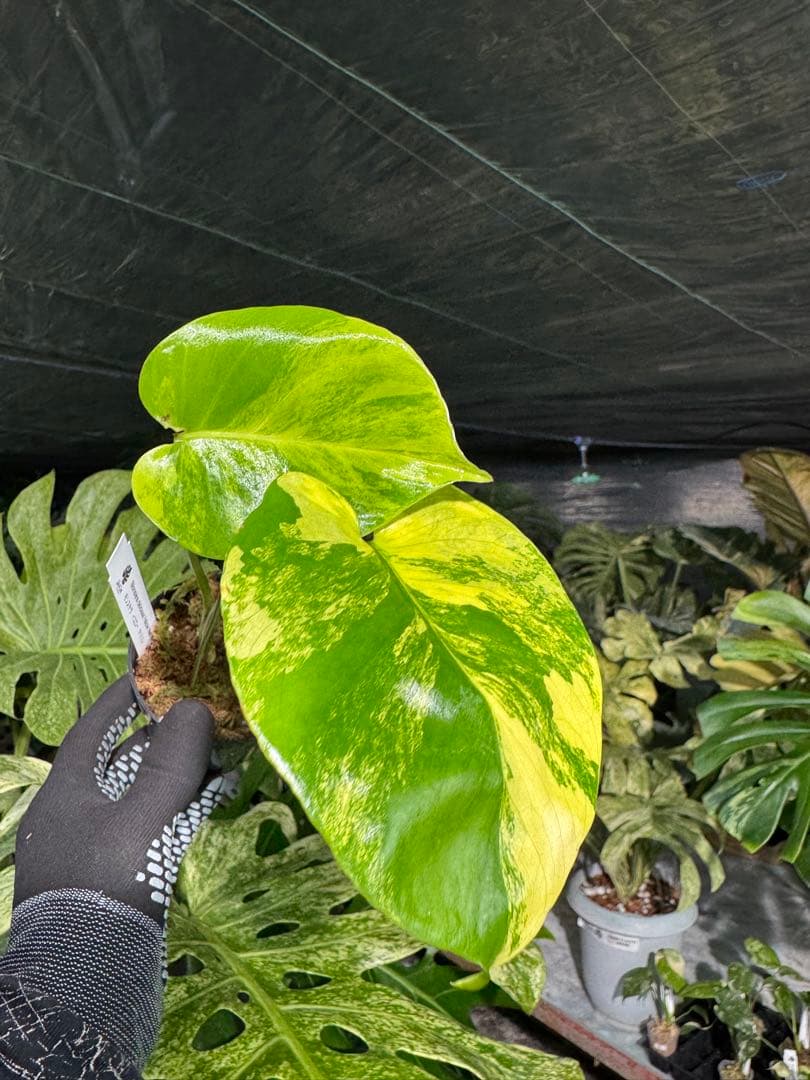 Mr5モンステラ　イエローマリリン　黄斑入り