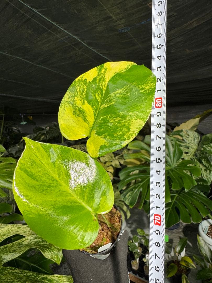 Mr5モンステラ　イエローマリリン　黄斑入り