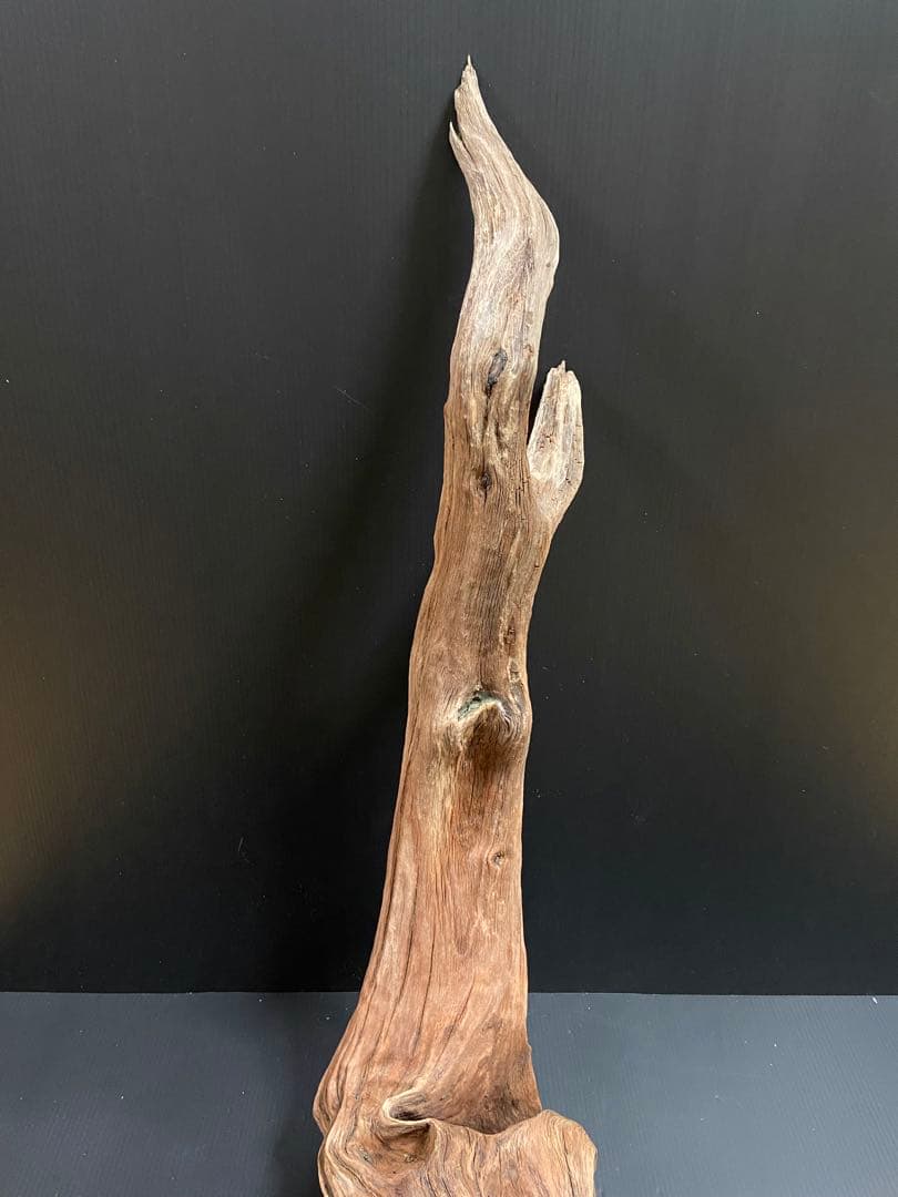 流木　大型　ホーンウッド　アクアリウム用
