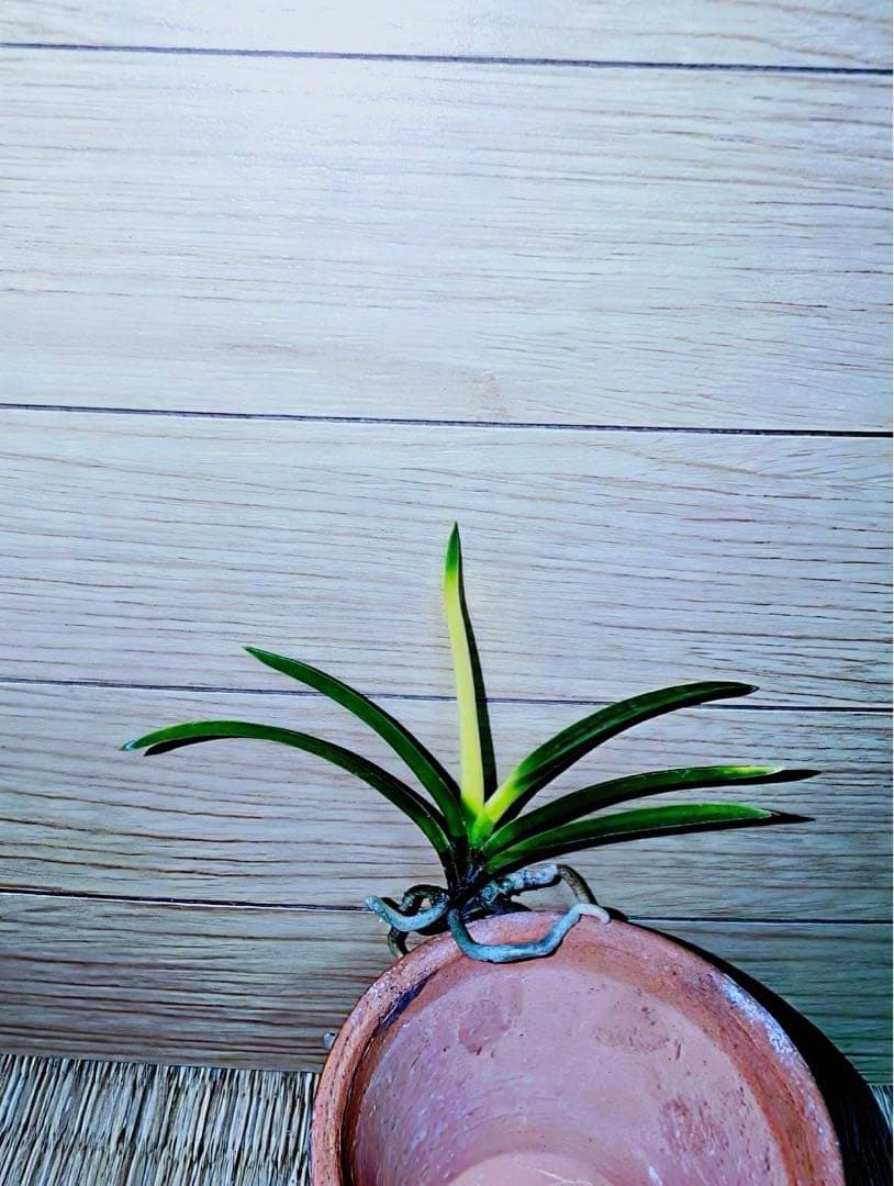 富貴蘭「金牡丹」（極光）