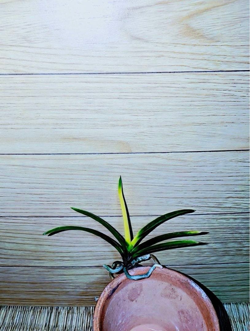 富貴蘭「金牡丹」（極光）