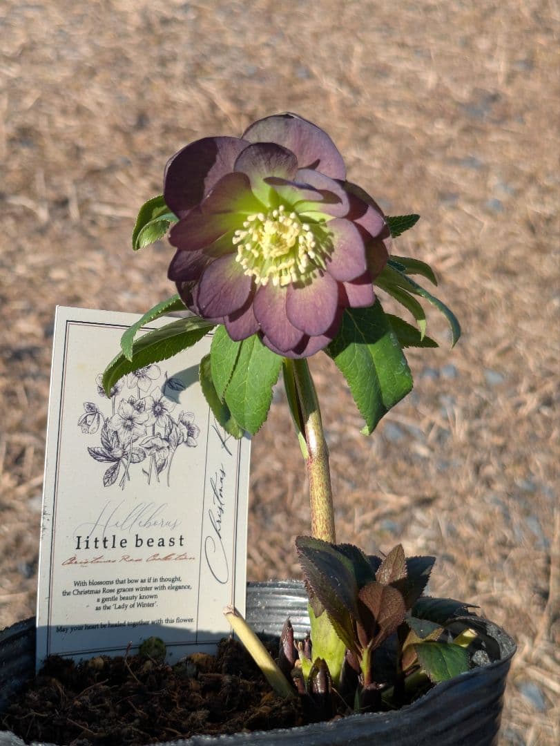 極美・原種交配｜クリスマスローズ リトルビースト ムルチフィダス系 開花株