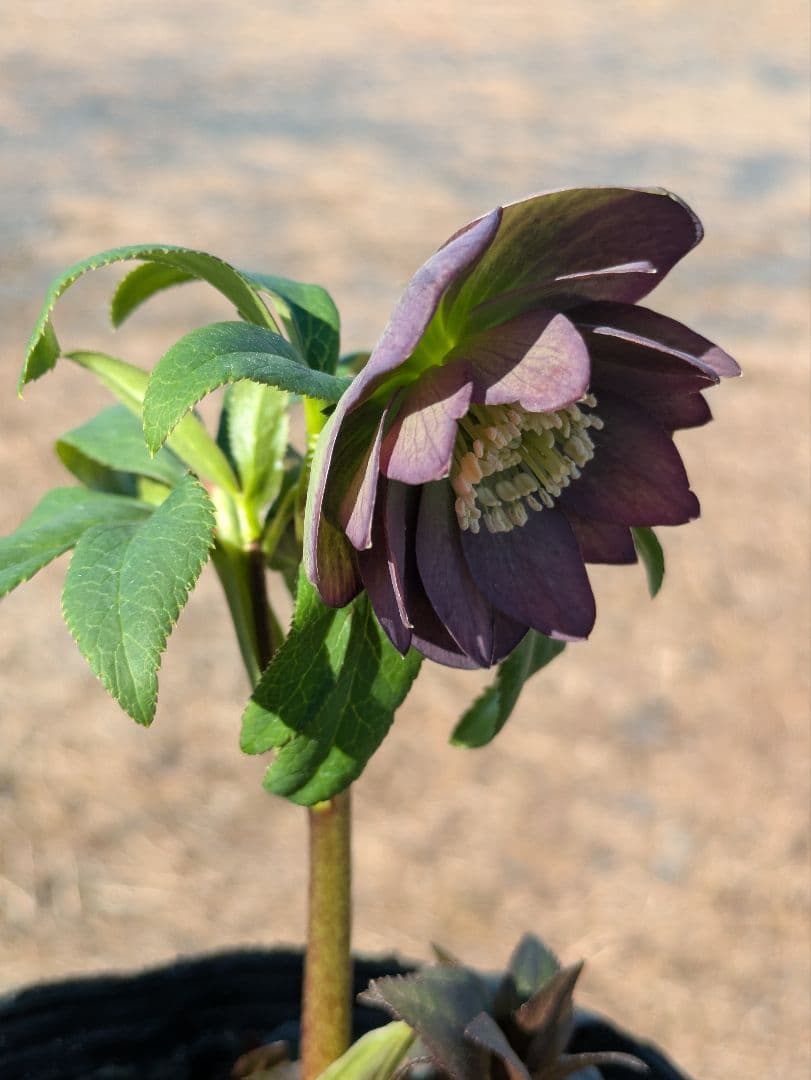 極美・原種交配｜クリスマスローズ リトルビースト ムルチフィダス系 開花株
