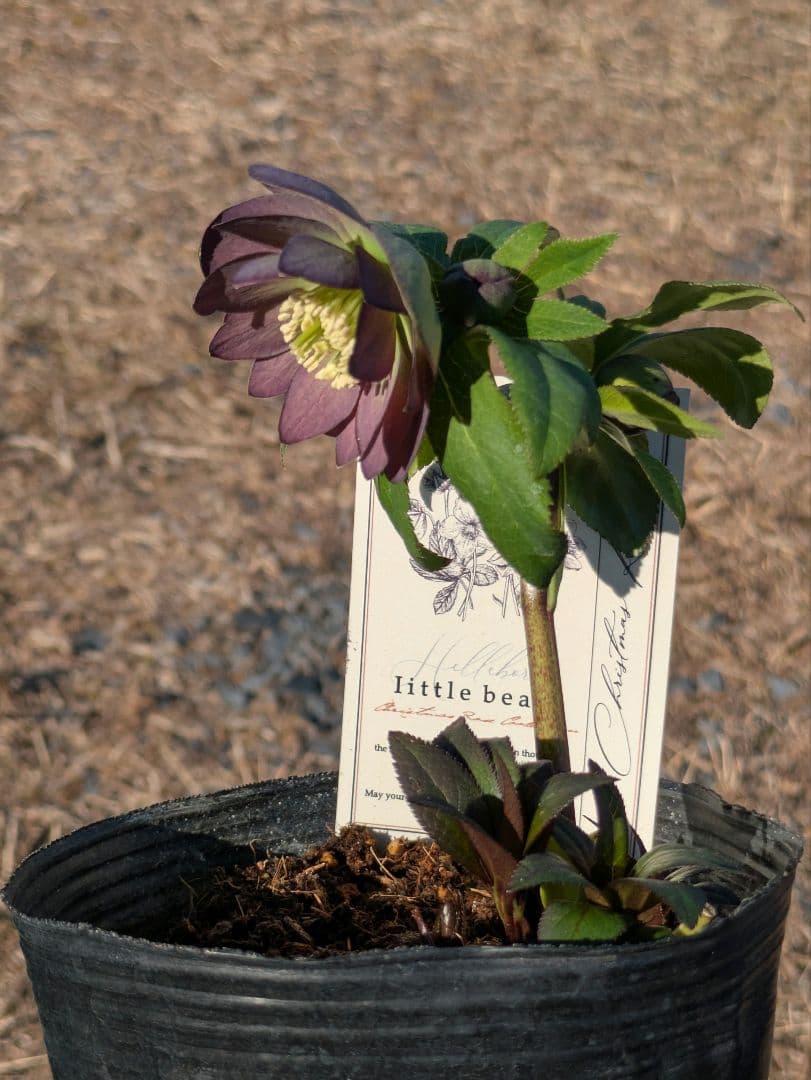 極美・原種交配｜クリスマスローズ リトルビースト ムルチフィダス系 開花株