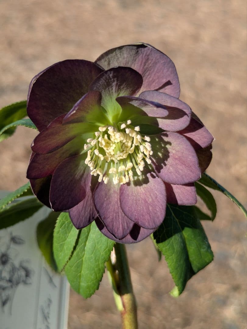 極美・原種交配｜クリスマスローズ リトルビースト ムルチフィダス系 開花株