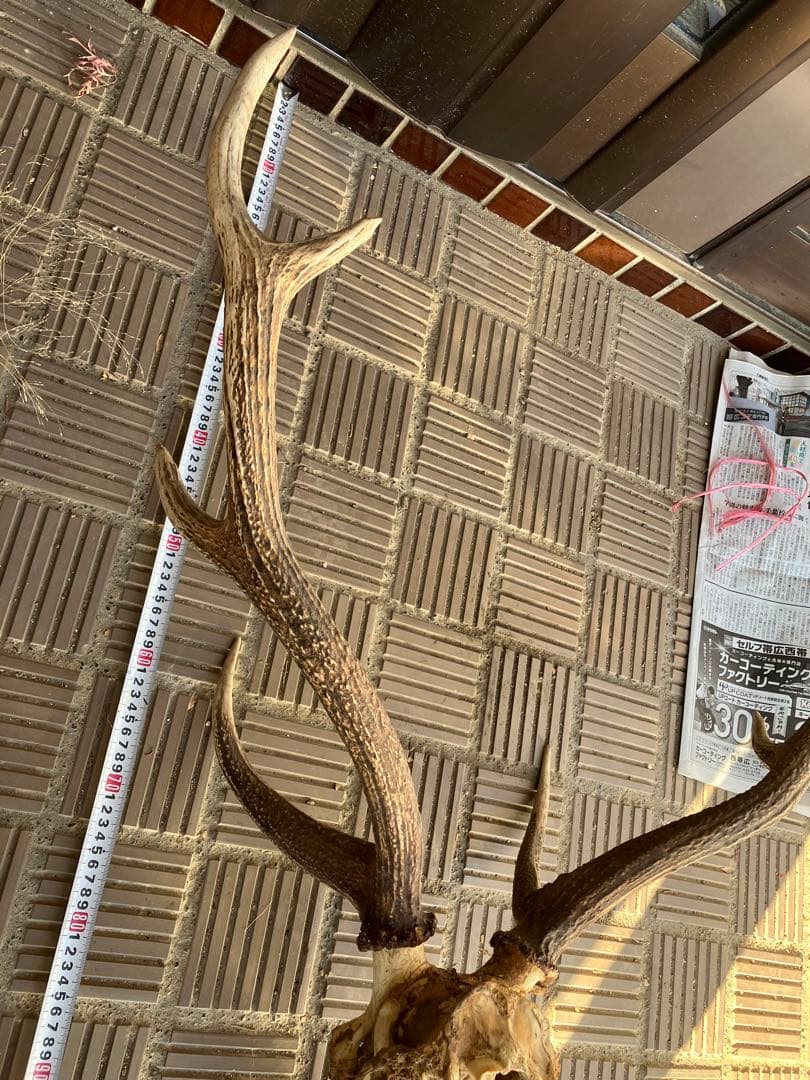 鹿の角と頭骨 エゾシカ