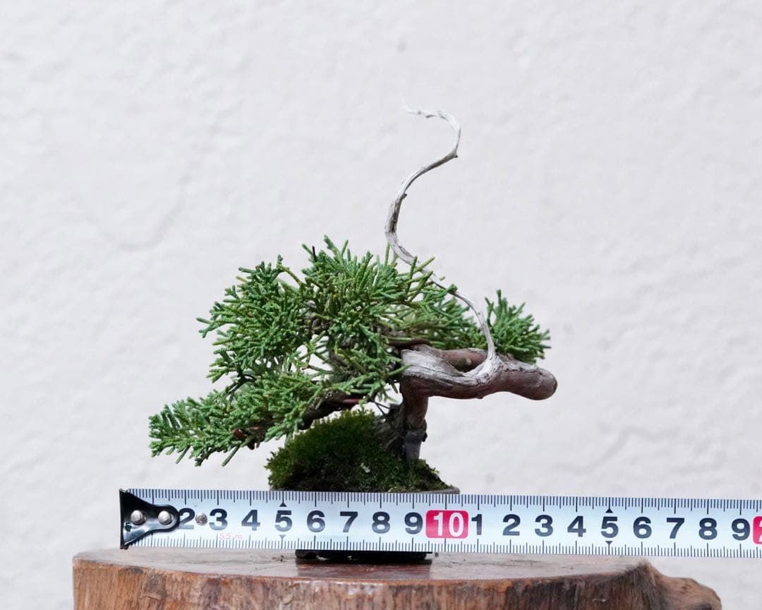 「亦盆栽」糸魚川真柏 小品盆栽