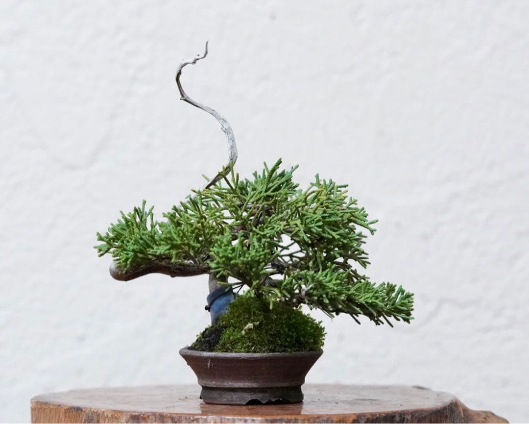 「亦盆栽」糸魚川真柏 小品盆栽