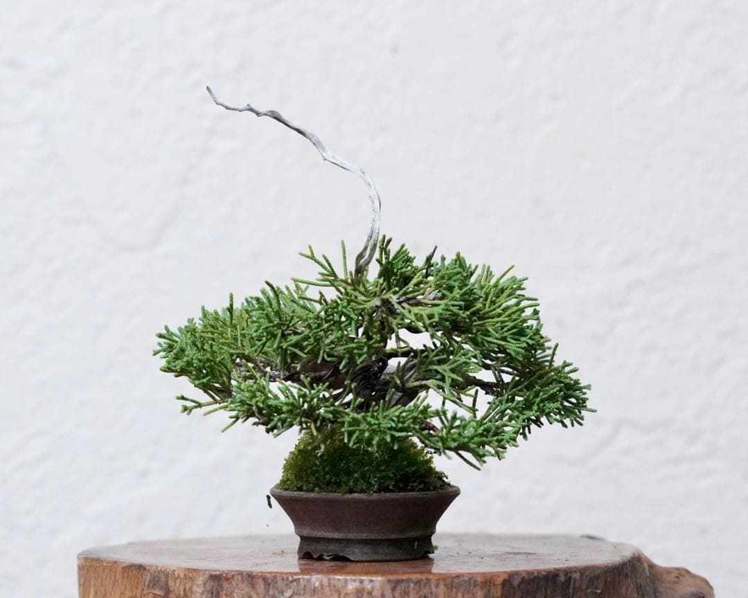 「亦盆栽」糸魚川真柏 小品盆栽