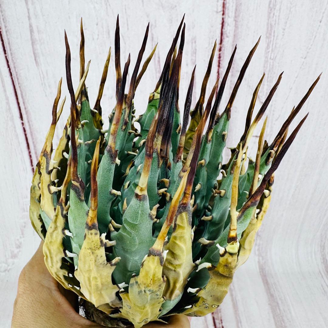 799 アガベ ユタエンシス エボリスピナ ブラックスパイン 陽炎