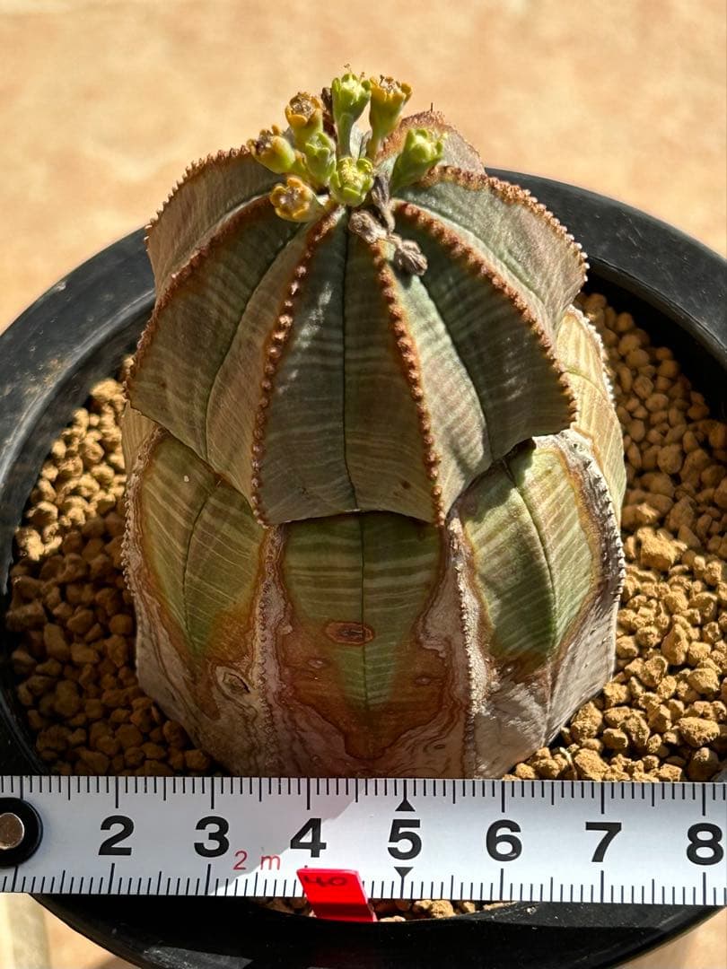 ユーフォルビア　オベサ