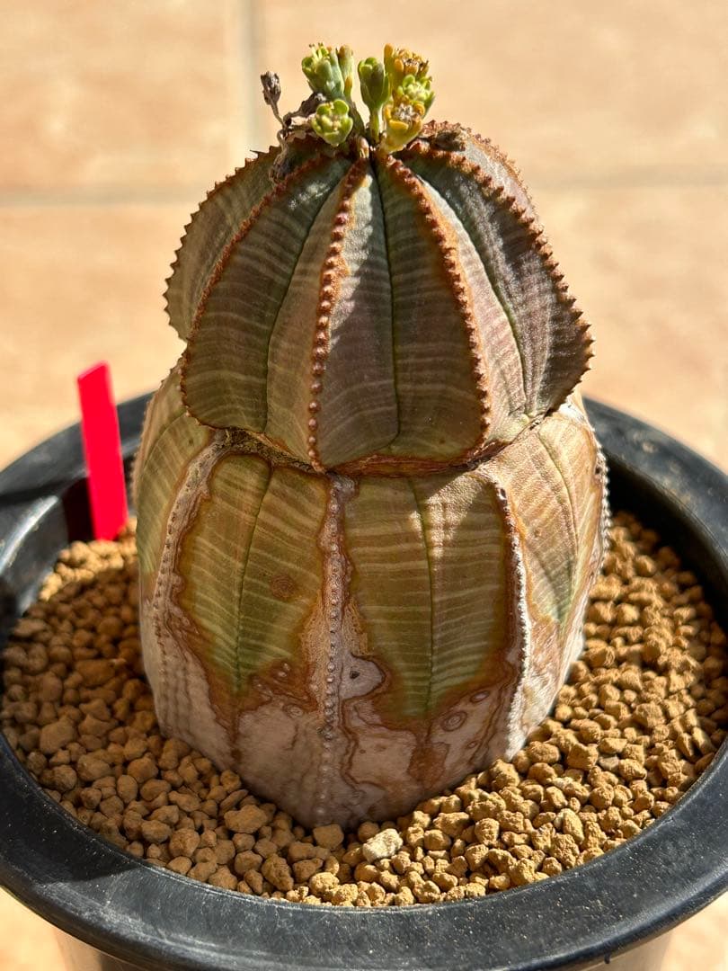 ユーフォルビア　オベサ