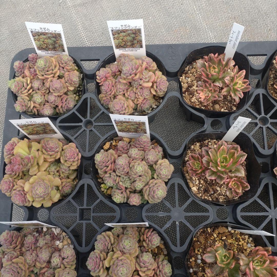 みつばちさん専用