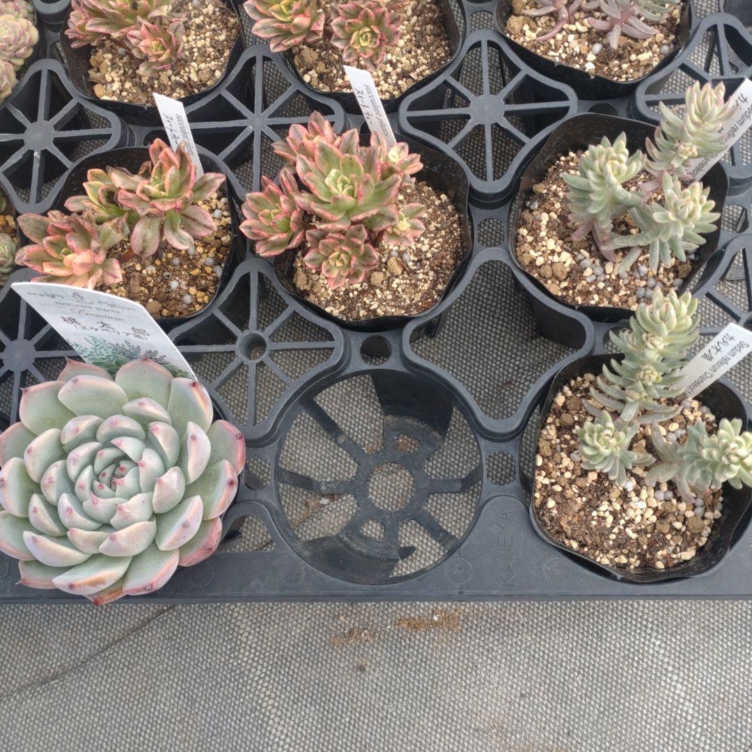 みつばちさん専用