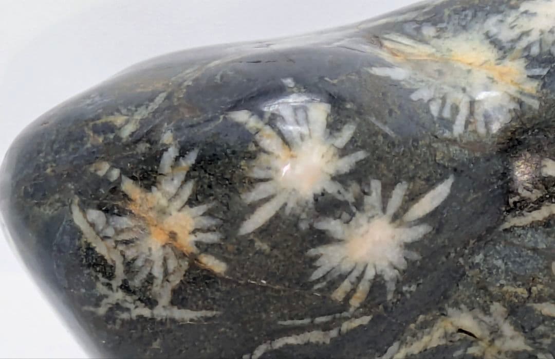 T*n様 菊花石　モスグリーン母岩に白の小花　根尾 鑑賞石 水石 自然石　紫檀台