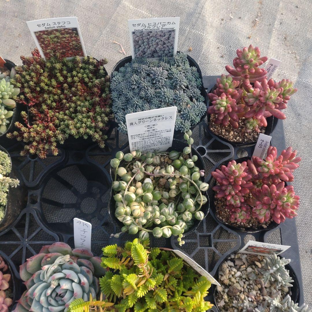 ぺぺ(✿ᴗ͈ˬᴗ͈)さん専用