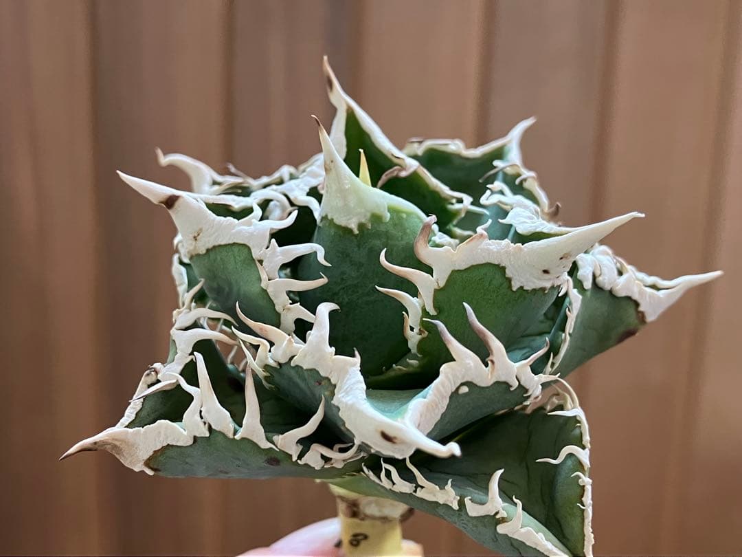 【初売り】75 超選抜　太棘　優秀　バンド幅特大　アガベ　白豪刺TC 匿名配送⑧