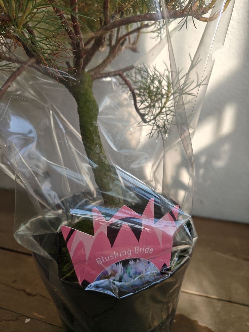 特大　セルリアブラッシングブライド