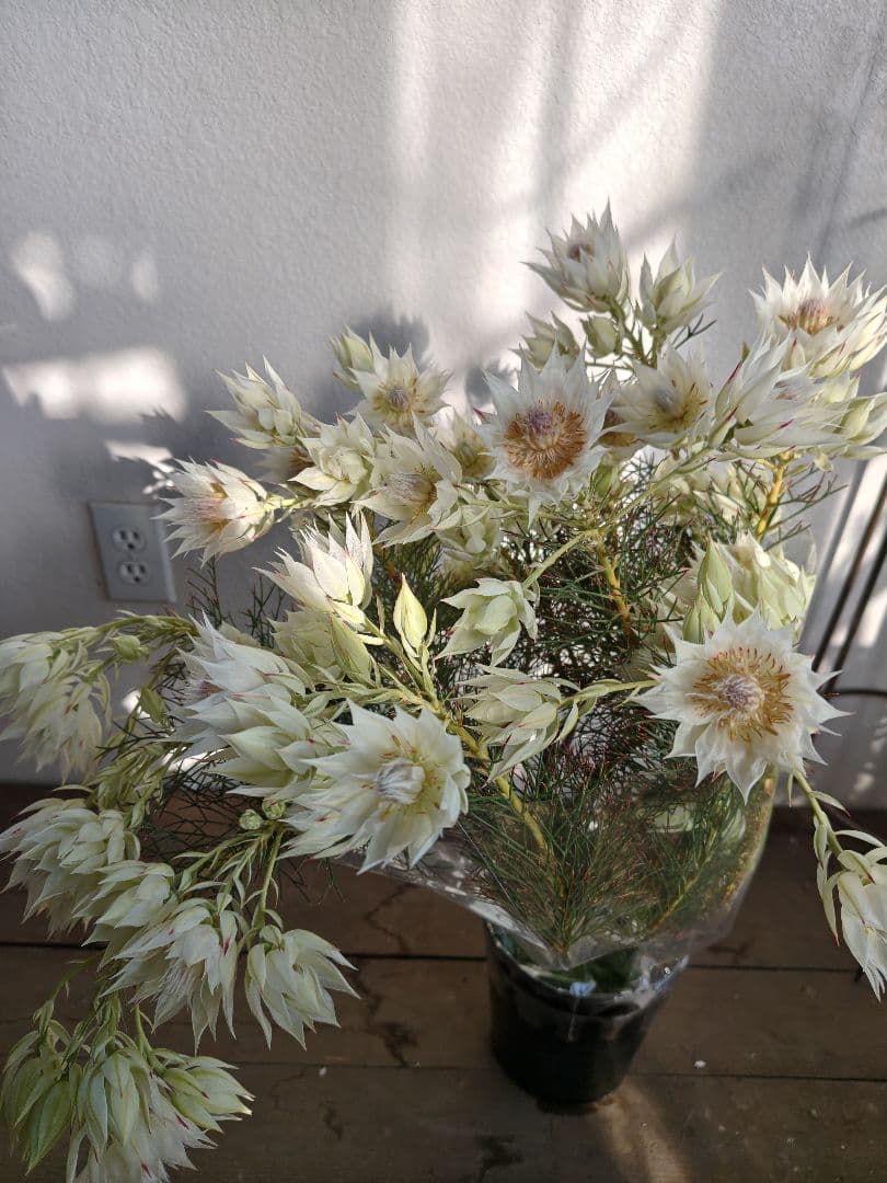 特大　セルリアブラッシングブライド