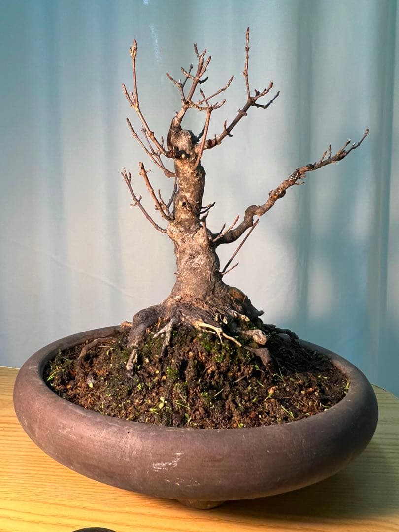 カエデ　将来有望根張り凄いです。