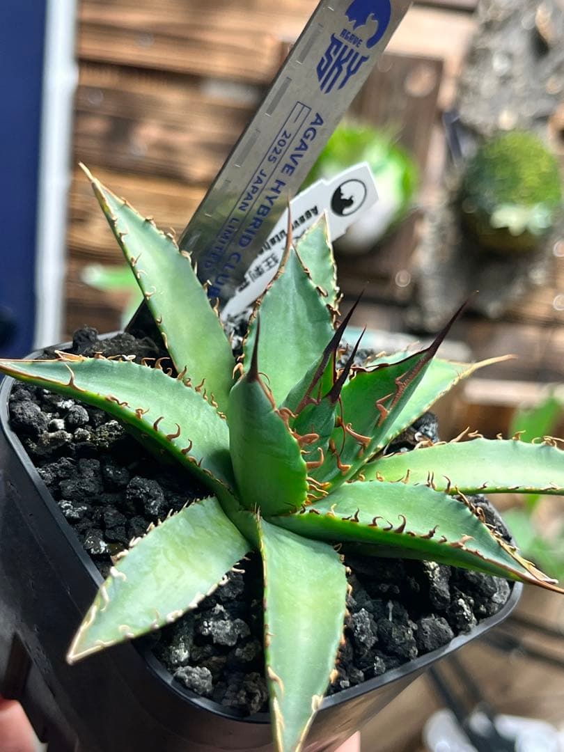 アガベ ハイブリッド 妖炎×狂刺霍利達 子株 agave hybrid
