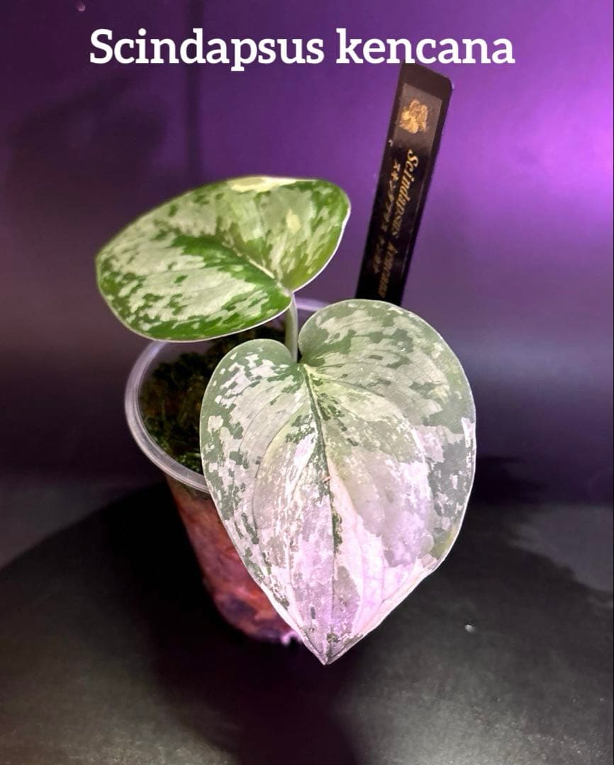 スキンダプサス ケンカナ 【レア】 スキンダプサ　ニルマラ　セット　L5