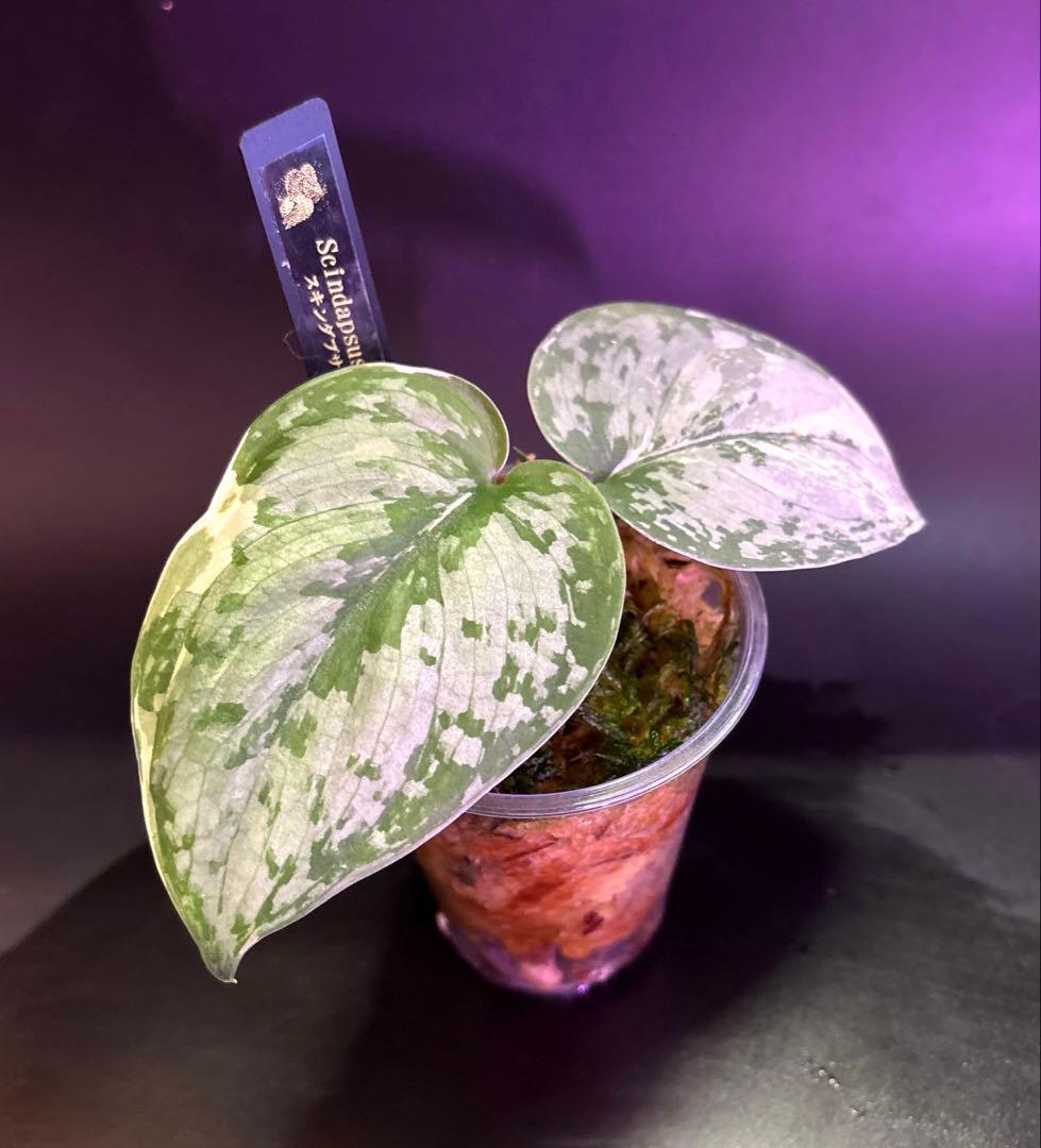 スキンダプサス ケンカナ 【レア】 スキンダプサ　ニルマラ　セット　L5