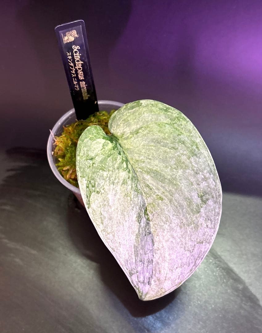 スキンダプサス ケンカナ 【レア】 スキンダプサ　ニルマラ　セット　L5