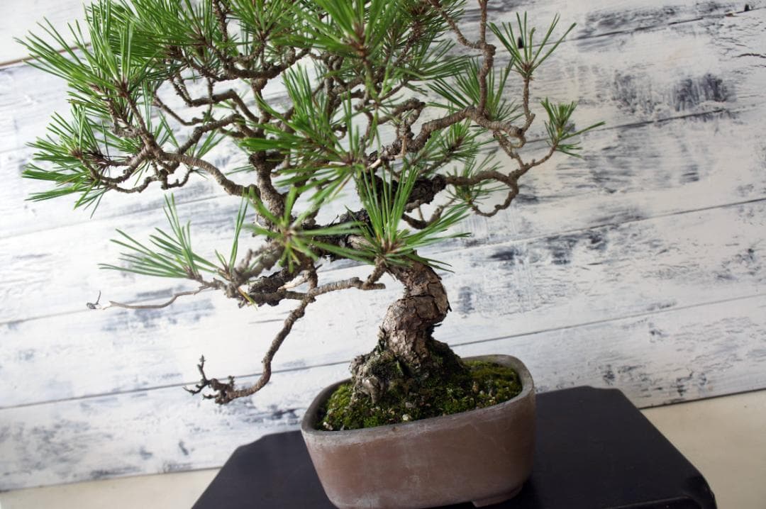 盆栽 『赤松』 インテリア 観葉植物 園芸 ガーデニング 送料無料 b161