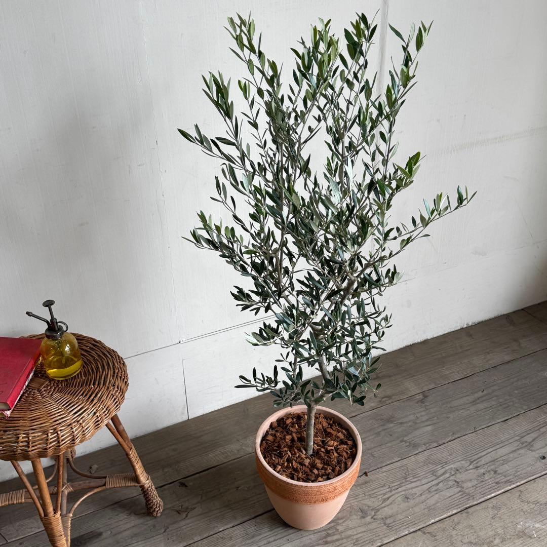 オリーブの木　イタリア製　テラコッタ植木　エルグレコ　H120